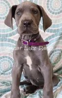 Blue Collar Girl , a female Great Dane for sale in Allendale, MI – 4 of 8