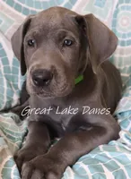 Green Collar Girl , a female Great Dane for sale in Allendale, MI – 3 of 6