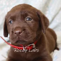 Full English- Red Collar Girl , a female Labrador Retriever for sale in Allendale, MI – 4 of 6