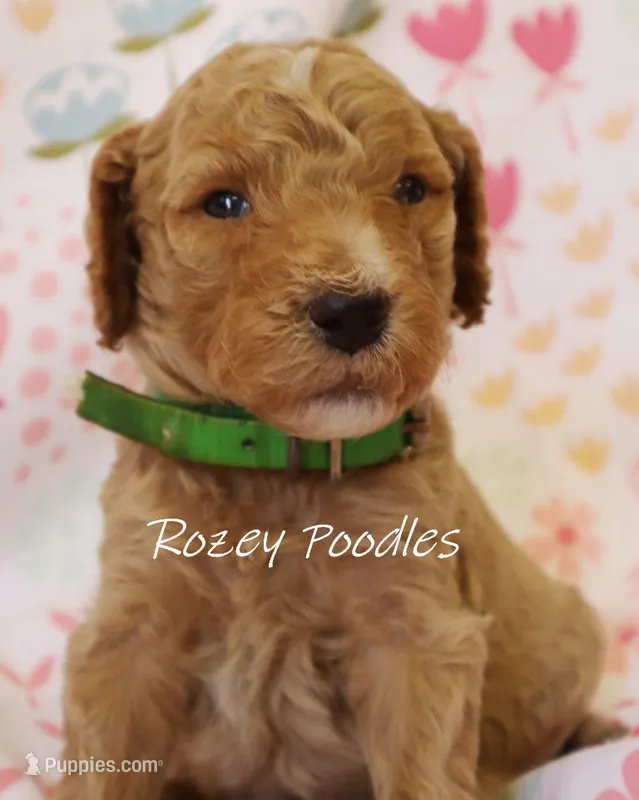 Dior's Green Collar Boy  – Poodle - Standard  puppy for sale in Allendale, MI