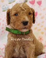 Dior's Green Collar Boy , a male Poodle - Standard  for sale in Allendale, MI – 1 of 4