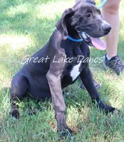 Sue , a female Great Dane for sale in Allendale, MI – 5 of 6