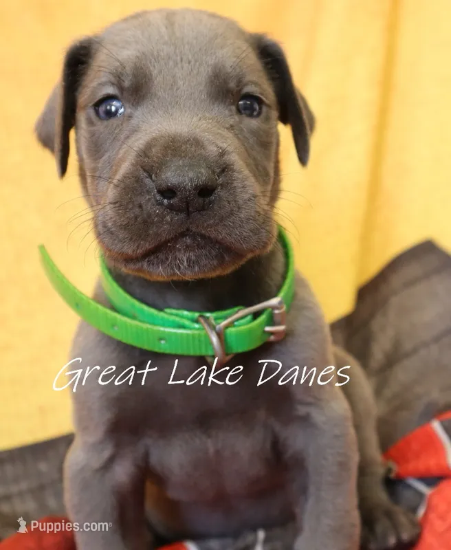 Blue Boy  – Great Dane puppy for sale in Allendale, MI