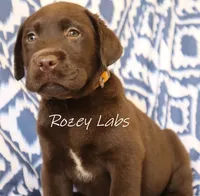 English Boy- Yellow Collar , a male Labrador Retriever for sale in Allendale, MI – 3 of 8