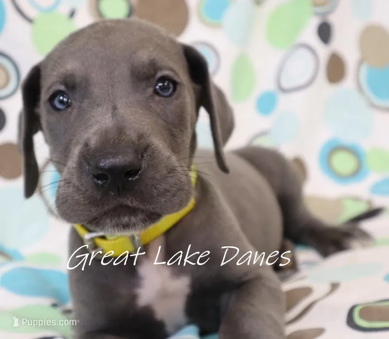 Blue Boy  – Great Dane puppy for sale in Allendale, MI