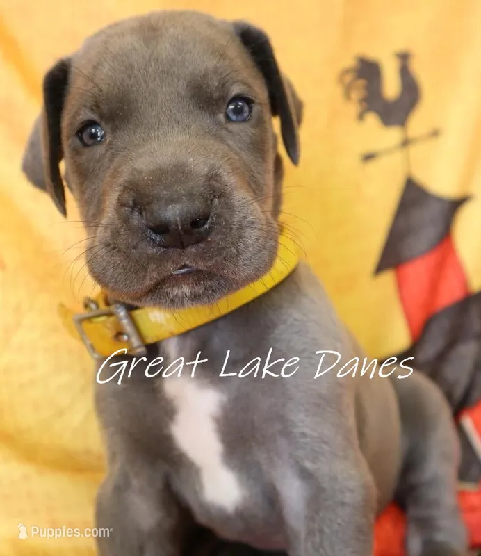 Yellow Collar Girl  – Great Dane puppy for sale in Allendale, MI