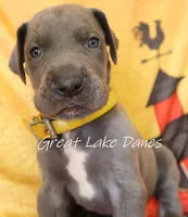 Yellow Collar Girl , a female Great Dane for sale in Allendale, MI – 1 of 4