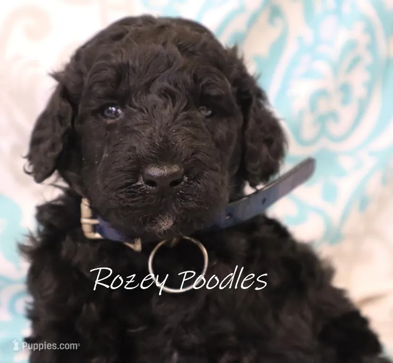Blue Collar Boy Juliet Pup – Poodle - Miniature  puppy for sale in Allendale, MI