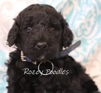 Blue Collar Boy Juliet Pup, a male Poodle - Miniature  for sale in Allendale, MI – 1 of 3