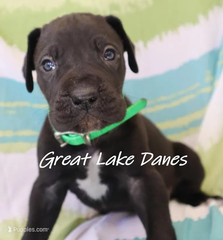 Black Boy  – Great Dane puppy for sale in Allendale, MI