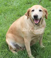 Gin , a female Labrador Retriever for sale in Allendale, MI – 1 of 3