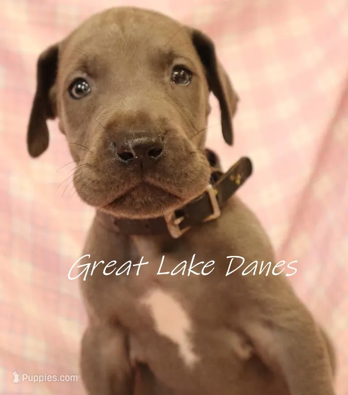 Blue Collar Girl  – Great Dane puppy for sale in Allendale, MI