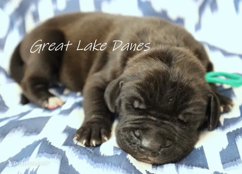 Black Boy  – Great Dane puppy for sale in Allendale, MI