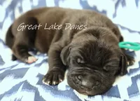 Black Boy , a male Great Dane for sale in Allendale, MI – 1 of 3