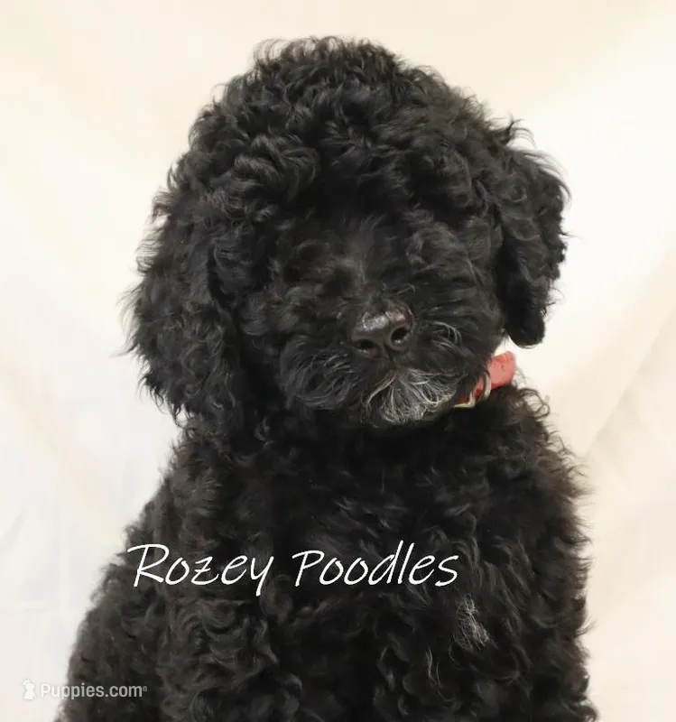 Black Astra – Poodle - Miniature  puppy for sale in Allendale, MI