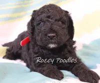 Black Moyen Astra, a male Poodle - Standard  for sale in Allendale, MI – Photo 4 of 6