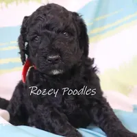 Black Astra, a male Poodle - Miniature  for sale in Allendale, MI – Photo 5 of 6