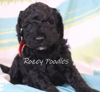 Black Moyen Astra, a male Poodle - Standard  for sale in Allendale, MI – Photo 5 of 6