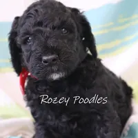 Black Astra, a male Poodle - Miniature  for sale in Allendale, MI – Photo 2 of 6
