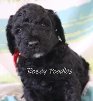 Black Moyen Astra, a male Poodle - Standard  for sale in Allendale, MI – Photo 2 of 6