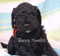 Black Moyen Astra, a male Poodle - Standard  for sale in Allendale, MI – Photo 3 of 6