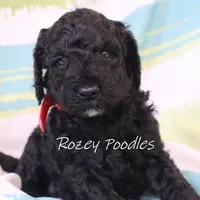 Black Astra, a male Poodle - Miniature  for sale in Allendale, MI – Photo 1 of 6