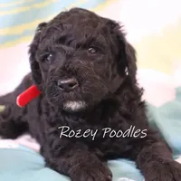 Black Astra, a male Poodle - Miniature  for sale in Allendale, MI – Photo 6 of 6