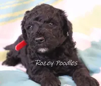 Black Moyen Astra, a male Poodle - Standard  for sale in Allendale, MI – Photo 6 of 6