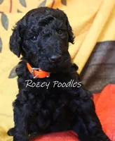 Prada's Black Boy , a male Poodle - Standard  for sale in Allendale, MI – 2 of 4