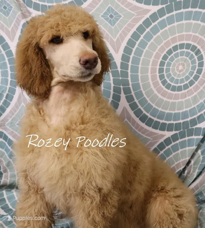 Red Dior's  – Poodle - Standard  puppy for sale in Allendale, MI
