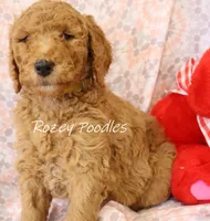 Yellow COLLAR BOY DIOR'S, a male Poodle - Standard  for sale in Allendale, MI – Photo 2 of 5