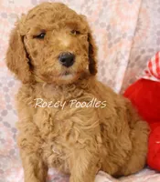 Yellow COLLAR BOY DIOR'S, a male Poodle - Standard  for sale in Allendale, MI – Photo 3 of 5