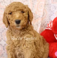 Yellow COLLAR BOY DIOR'S, a male Poodle - Standard  for sale in Allendale, MI – Photo 1 of 5