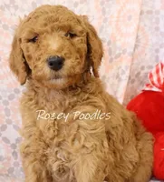 Yellow COLLAR BOY DIOR'S, a male Poodle - Standard  for sale in Allendale, MI – Photo 4 of 5