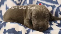 Blue Boy , a male Great Dane for sale in Allendale, MI – 3 of 3