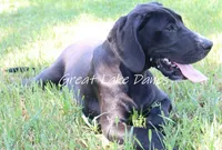 Sue , a female Great Dane for sale in Allendale, MI – 3 of 6