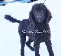 processed/07bccfd1-65b5-4a5e-8e46-1b0d3ae0e638/listing/c5cb0a2c-94e4-4f36-8b95-81a7b2a3d4bf/75f4a099-5342-4236-9a42-3c4f188f224e