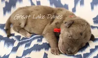 Merle--Red Girl , a female Great Dane for sale in Allendale, MI – 2 of 2