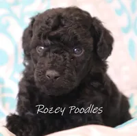 Black Boy , a male Poodle - Toy  for sale in Allendale, MI – 3 of 3