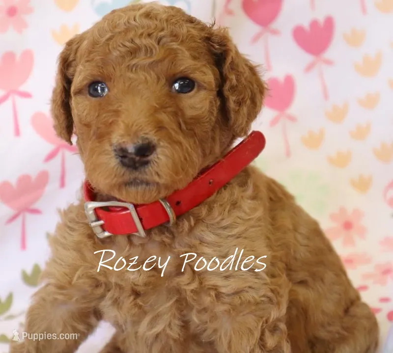 Dior's Red Collar Girl  – Poodle - Standard  puppy for sale in Allendale, MI