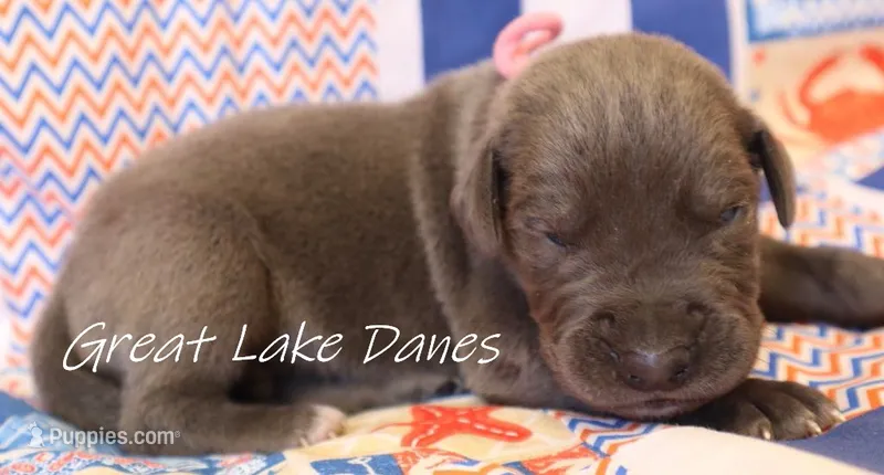 Blue Boy  – Great Dane puppy for sale in Allendale, MI