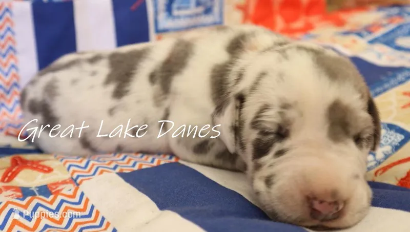 Blue Harlequin Girl  – Great Dane puppy for sale in Allendale, MI