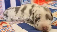 Blue Harlequin Girl , a female Great Dane for sale in Allendale, MI – 1 of 1