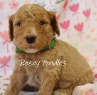 Dior's Green Collar Boy , a male Poodle - Standard  for sale in Allendale, MI – 4 of 4
