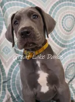 Yellow Collar Girl , a female Great Dane for sale in Allendale, MI – 4 of 5