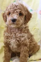 Papaya's Blue Boy , a male Poodle - Toy  for sale in Allendale, MI – 2 of 4