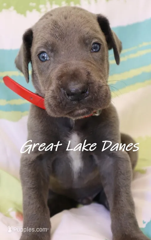 Blue Boy  – Great Dane puppy for sale in Allendale, MI