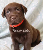 Full English Stocky- Pink Collar Girl, a female Labrador Retriever for sale in Allendale, MI – 4 of 5