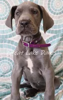 Blue Collar Girl , a female Great Dane for sale in Allendale, MI – 3 of 8