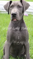 Juliet , a female Great Dane for sale in Allendale, MI – 4 of 5